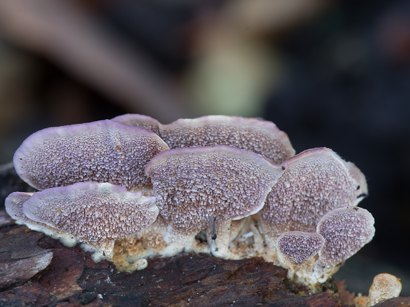 Trichaptum biforme